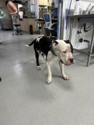 Shelter Stray Male Dog last seen Near GEDDES AVE, West District, TX, 355 Hillshire Dr, Haslet, TX 76052, USA