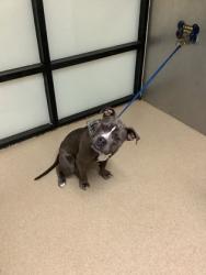 Shelter Stray Female Dog last seen Near MILLER AVE, East District, TX, 355 Hillshire Dr, Haslet, TX 76052, USA