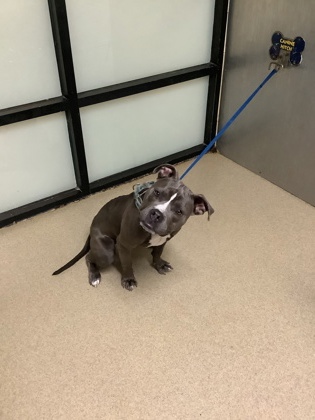 Shelter Stray Female Dog last seen Near MILLER AVE, East District, TX, 355 Hillshire Dr, Haslet, TX 76052, USA