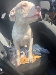 Shelter Stray Male Dog last seen Near Argus Circle, Atlanta, GA, 1251 Fulton Industrial Blvd NW, Atlanta, GA 30336, USA