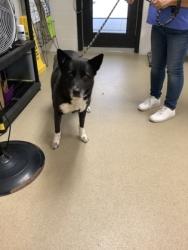 Shelter Stray Female Dog last seen Near Poppy Hill Ln., North District, TX, 355 Hillshire Dr, Haslet, TX 76052, USA