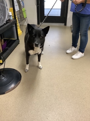 Shelter Stray Female Dog last seen Near Poppy Hill Ln., North District, TX, 355 Hillshire Dr, Haslet, TX 76052, USA