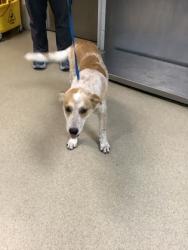 Shelter Stray Male Dog last seen Near Paris St., East District, TX, 355 Hillshire Dr, Haslet, TX 76052, USA