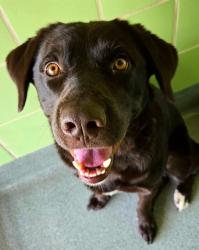 Shelter Stray Male Dog last seen Near gilmer rd, Longview, City of, TX, 303 H G Mosley Pkwy, Longview, TX 75604, USA