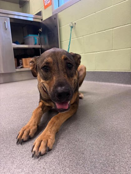 Shelter Stray Female Dog last seen Near Seventh, Longview, City of, TX, 303 H G Mosley Pkwy, Longview, TX 75604, USA