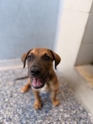 Shelter Stray Male Dog last seen , , TX, 8755 Farm to Market 1516, Converse, TX 78109, USA