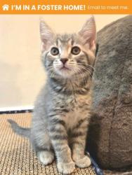 Shelter Stray Female Cat last seen Near N Luzerne Avenue, 21205, MD, 2490 Giles Rd, Baltimore, MD 21225, USA