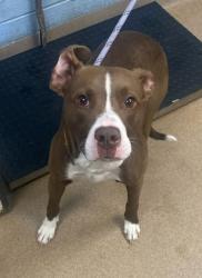 Shelter Stray Male Dog last seen Near Panola Rd, 30038, GA, 3280 Chamblee Dunwoody Rd, Chamblee, GA 30341, USA