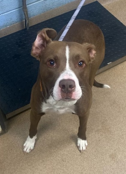 Shelter Stray Male Dog last seen Near Panola Rd, 30038, GA, 3280 Chamblee Dunwoody Rd, Chamblee, GA 30341, USA