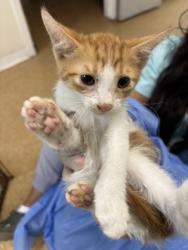 Shelter Stray Male Cat last seen Near Whitman, Unknown, TX, 11300 Nacogdoches Rd, San Antonio, TX 78217, USA
