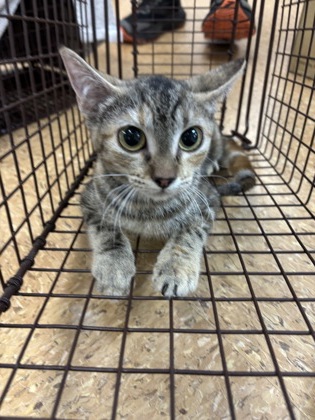 Shelter Stray Female Cat last seen Near Whitman, Unknown, TX, 11300 Nacogdoches Rd, San Antonio, TX 78217, USA