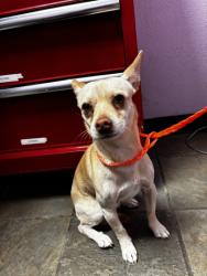 Shelter Stray Male Dog last seen Near jefferson 79930, CITY of El Paso, TX, 5001 Fred Wilson Ave, El Paso, TX 79906, USA