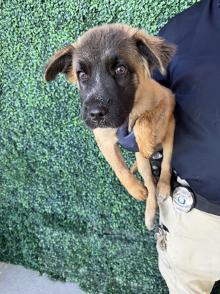 Shelter Stray Female Dog last seen Near Alto Rey, CITY of El Paso, TX, 5001 Fred Wilson Ave, El Paso, TX 79906, USA