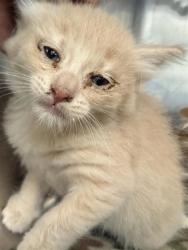 Shelter Stray Male Cat last seen Near McConnell Ave, CITY of El Paso, TX, 5001 Fred Wilson Ave, El Paso, TX 79906, USA