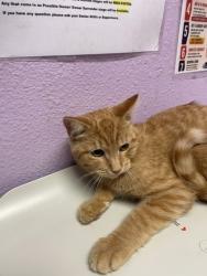 Shelter Stray Male Cat last seen Near ROGERS RD, CITY of El Paso, TX, 5001 Fred Wilson Ave, El Paso, TX 79906, USA