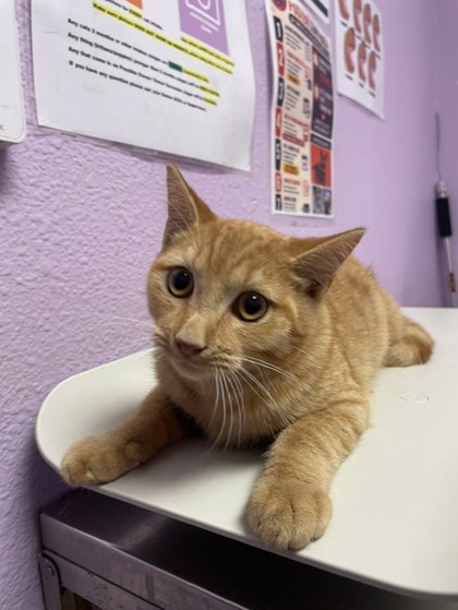 Shelter Stray Male Cat last seen Near ROGERS RD, CITY of El Paso, TX, 5001 Fred Wilson Ave, El Paso, TX 79906, USA