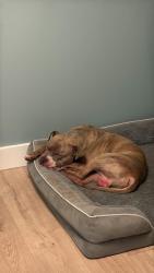 Reunited Male Dog last seen Mckeesport, McKeesport, PA 15132
