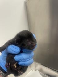 Shelter Stray Female Cat last seen Rocky Ridge / Cirby Way, Roseville City, CA, 200 Tahoe Ave, Roseville, CA 95678, USA
