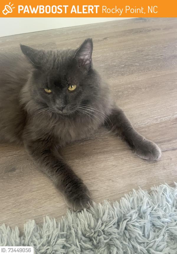 Found/Stray Male Cat last seen Little Kelly and North Drive, Rocky Point, NC 28457