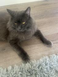 Found/Stray Male Cat last seen Little Kelly and North Drive, Rocky Point, NC 28457