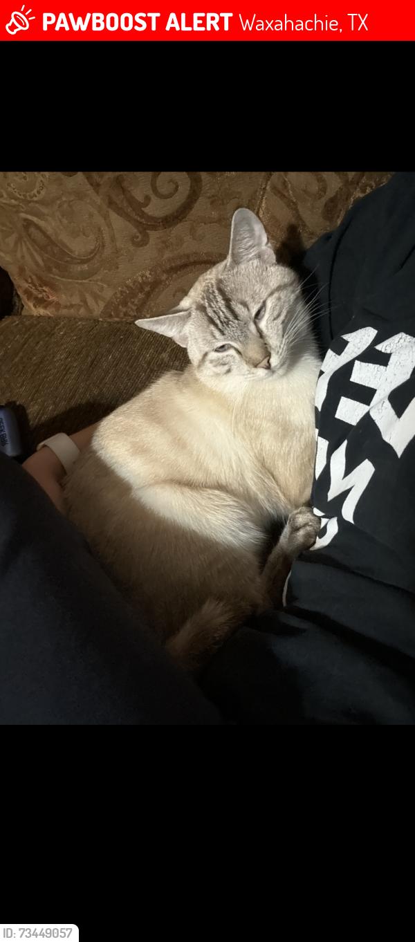 Lost Male Cat last seen Chisholm tail waxahachie, E Haven Rd waxahachie, Lakewood waxahachie, Waxahachie, TX 75165