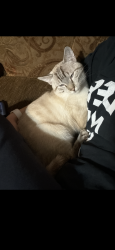 Lost Male Cat last seen Chisholm tail waxahachie, E Haven Rd waxahachie, Lakewood waxahachie, Waxahachie, TX 75165