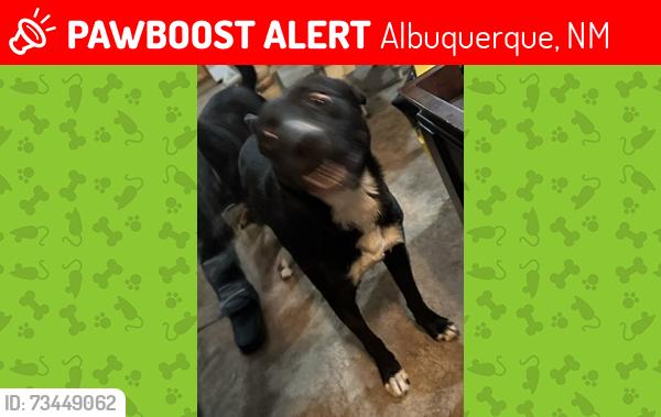 Lost Female Dog last seen Near don pedro padilla rd sw, Albuquerque, NM 87121