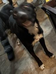 Lost Female Dog last seen Near don pedro padilla rd sw, Albuquerque, NM 87121