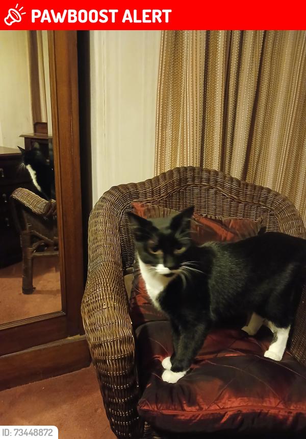 Lost Male Cat last seen Barden Park Tonbridge, Kent, England TN9 1XD
