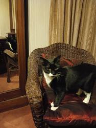 Lost Male Cat last seen Barden Park Tonbridge, Kent, England TN9 1XD