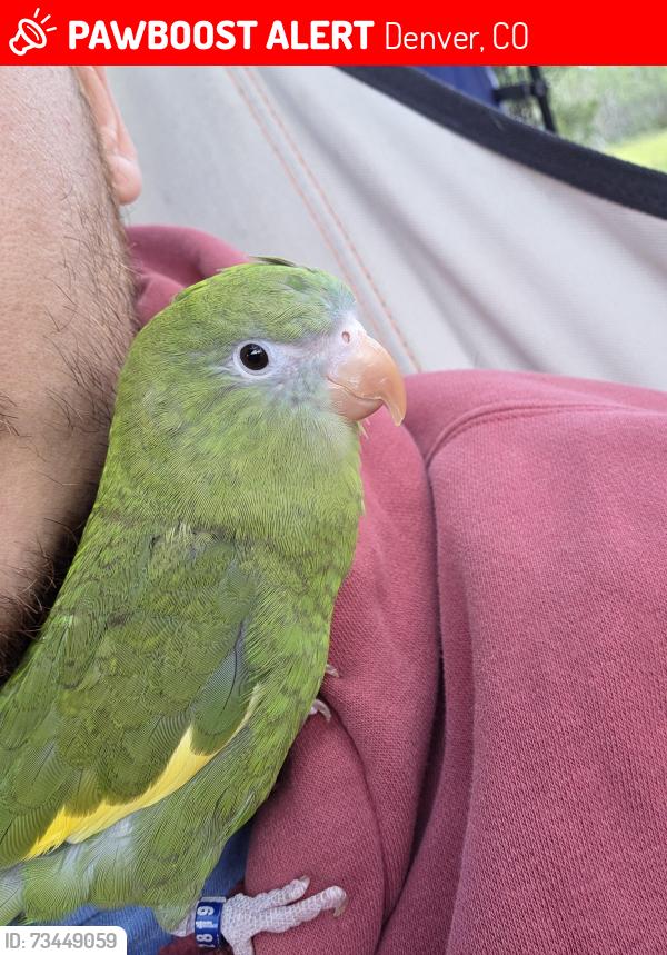 Lost Unknown Bird last seen Mississippi and Pecos, Denver, CO 80223