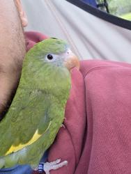 Lost Unknown Bird last seen Mississippi and Pecos, Denver, CO 80223