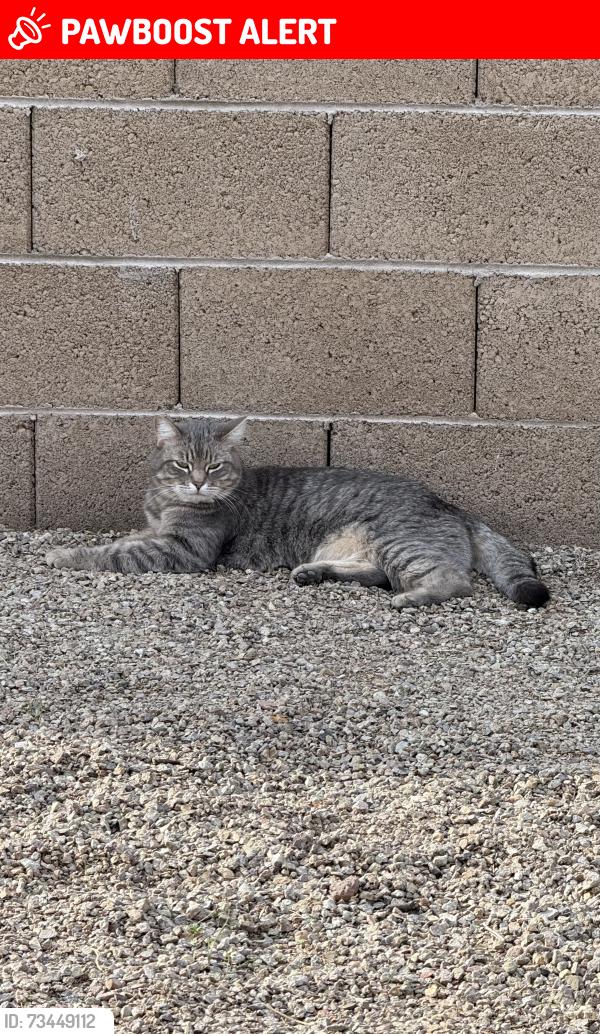 Lost Female Cat last seen Ironwood and Broadway, Apache Junction, AZ 85120