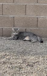 Lost Female Cat last seen Ironwood and Broadway, Apache Junction, AZ 85120