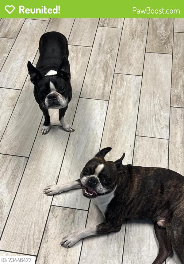 Reunited Male Dog last seen Mohawk and 35th Ave, Glendale, AZ 85308