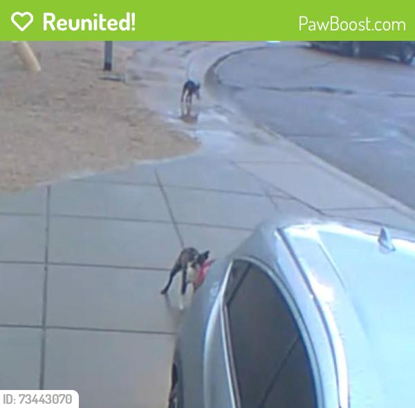 Reunited Male Dog last seen 35th Ave and Beardsley, Glendale, AZ 85308