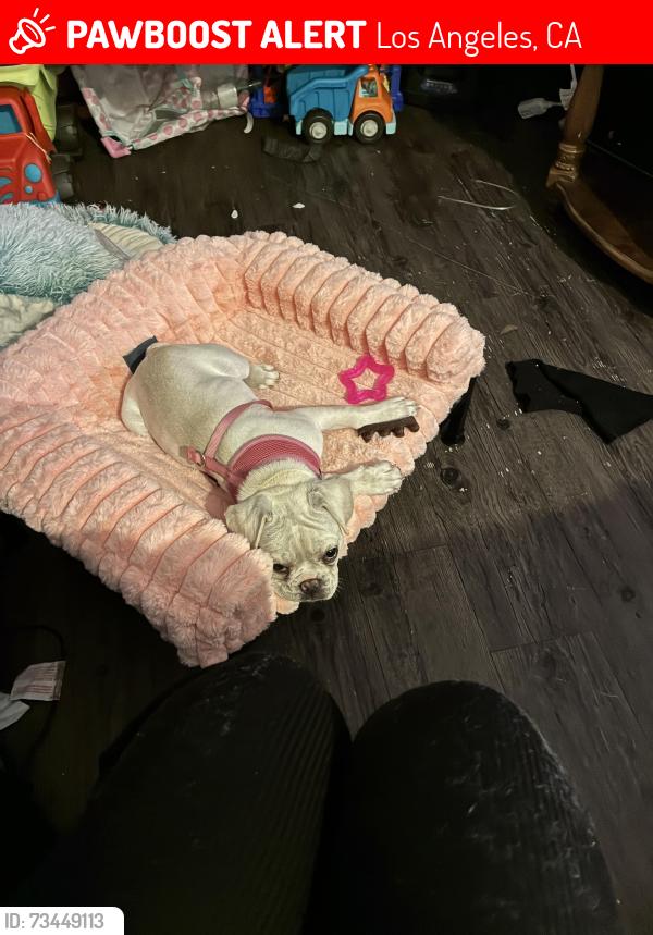 Lost Female Dog last seen Manchester & Normandie, Los Angeles, CA 90044