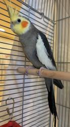Found/Stray Unknown Bird last seen Medical urgentcare office Paseo De Valencia & Beckenham St., Laguna Hills, CA 92653