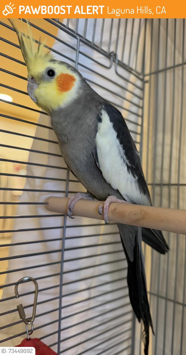 Found/Stray Unknown Bird last seen Medical urgentcare office Paseo De Valencia & Beckenham St., Laguna Hills, CA 92653