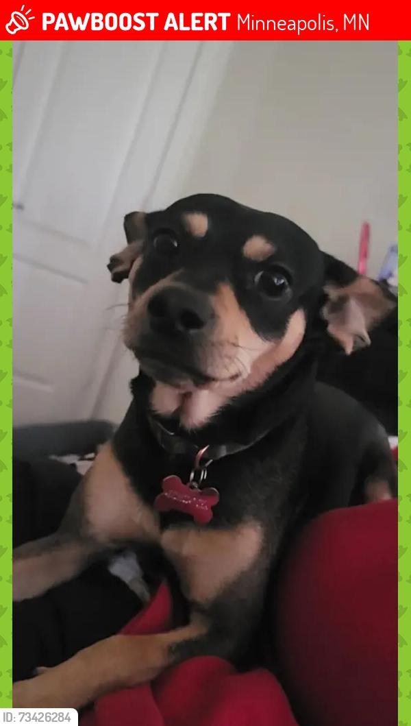 Lost Male Dog last seen Park and 15th ave south Minneapolis, Minneapolis, MN 55404