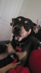 Lost Male Dog last seen Park and 15th ave south Minneapolis, Minneapolis, MN 55404