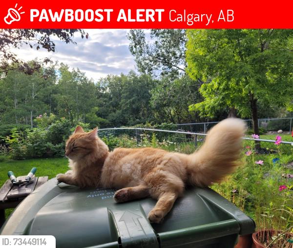 Lost Male Cat last seen Scenic acres Park, Calgary, AB 