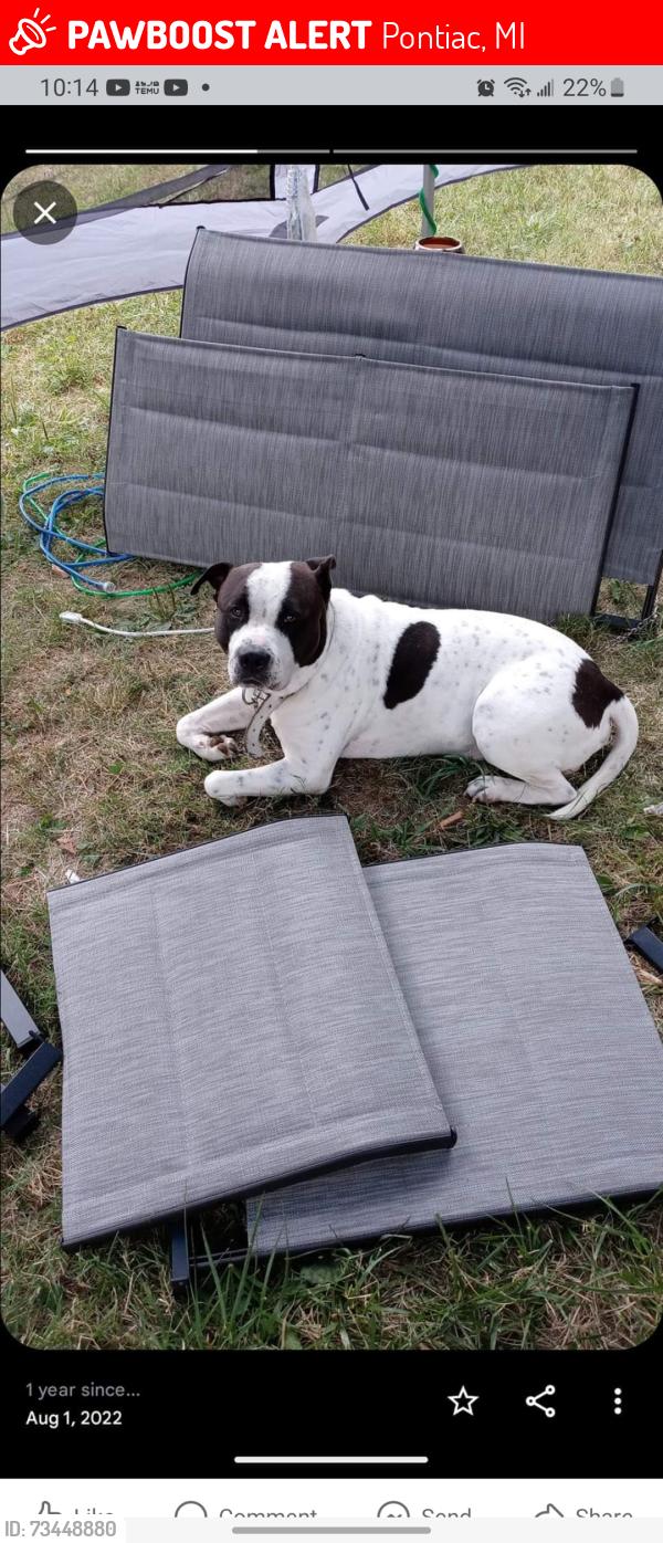 Lost Male Dog last seen Off of Michigan St, Pontiac, MI 48342
