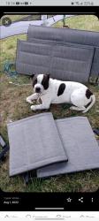 Lost Male Dog last seen Off of Michigan St, Pontiac, MI 48342