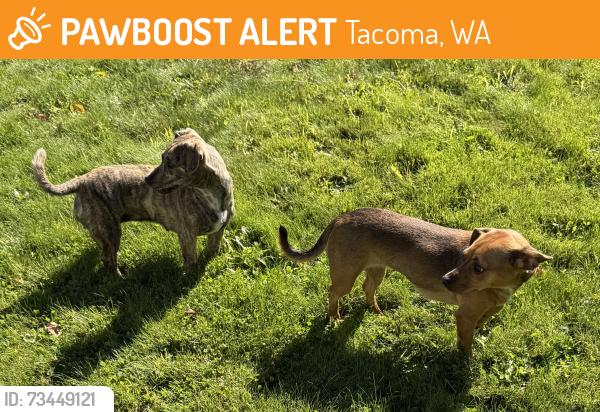 Found/Stray Unknown Dog last seen S 42nd and Cushman Avenue, Tacoma, WA 98418