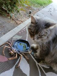 Lost Female Cat last seen Apple Tree and Caminito Velasquez, San Diego, CA 92124