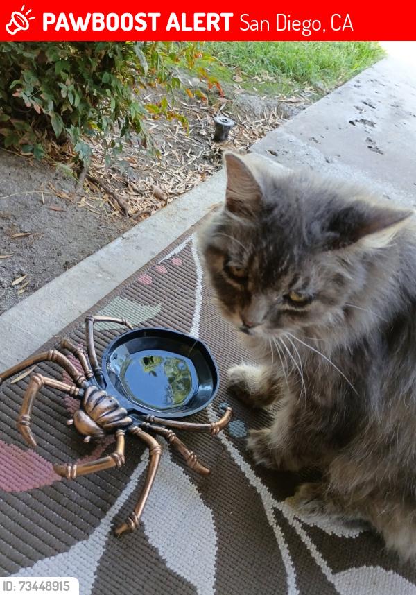 Lost Female Cat last seen Apple Tree and Caminito Velasquez, San Diego, CA 92124