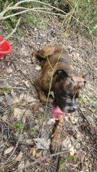 Found/Stray Male Dog last seen Roth Elementary School, Spring, TX 77388