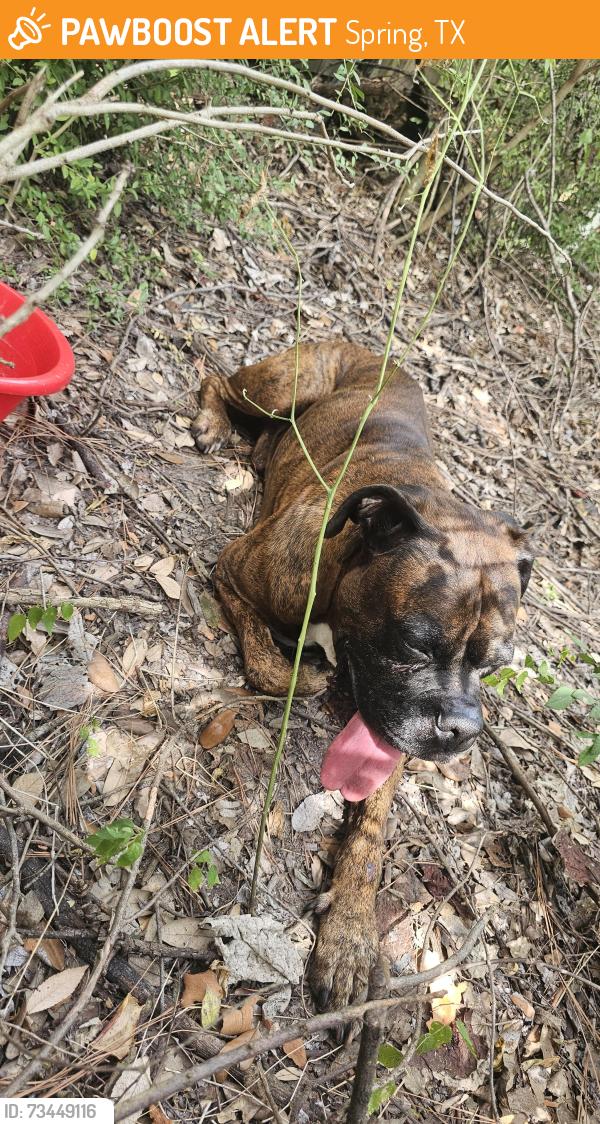 Found/Stray Male Dog last seen Roth Elementary School, Spring, TX 77388