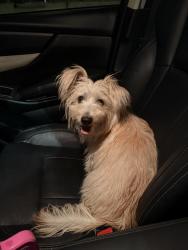 Found/Stray Unknown Dog last seen Elm St & Peakview Ave, Pueblo, CO 81004